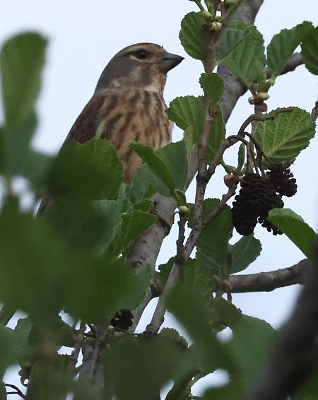 Fanello  - Horand Maier