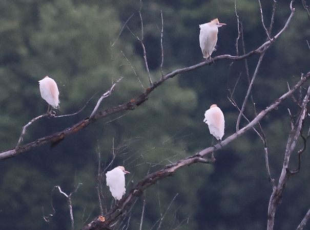 Airone guardabuoi  - Horand Maier