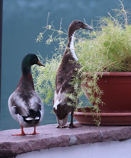 Anatra germanata  - Horand Maier