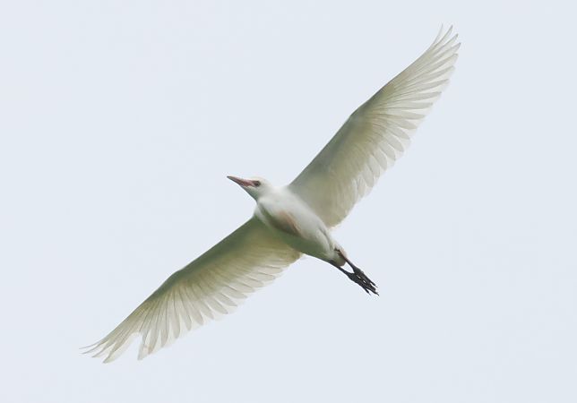 Airone guardabuoi  - Horand Maier