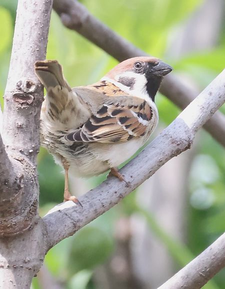 Passera mattugia  - Horand Maier