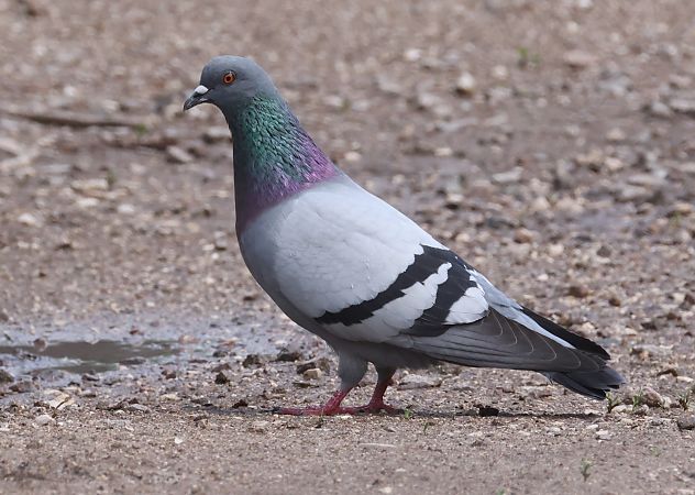 Piccione domestico  - Horand Maier