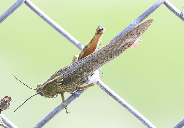 Anacridium aegyptium  - Horand Maier