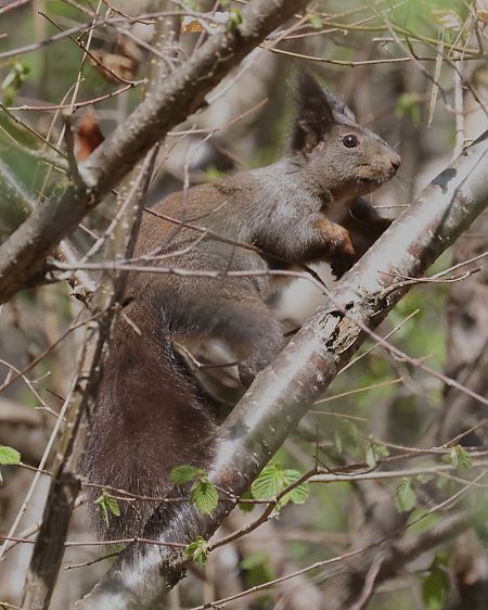 Scoiattolo comune europeo  - Horand Maier