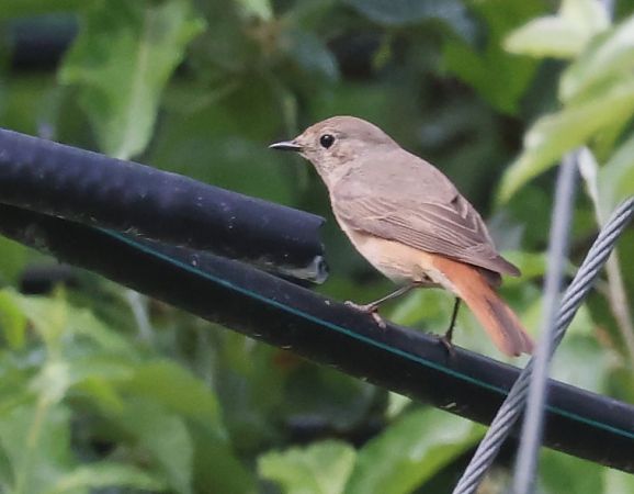 Codirosso  - Horand Maier
