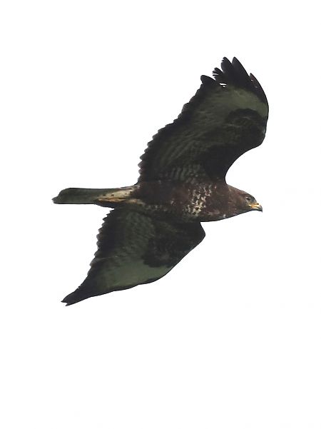 Poiana  - Horand Maier