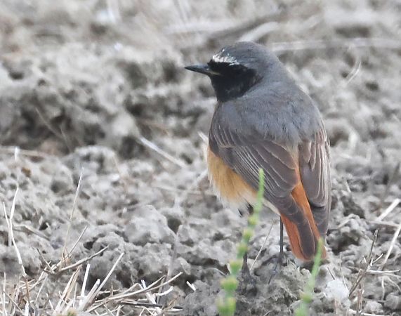 Codirosso  - Horand Maier
