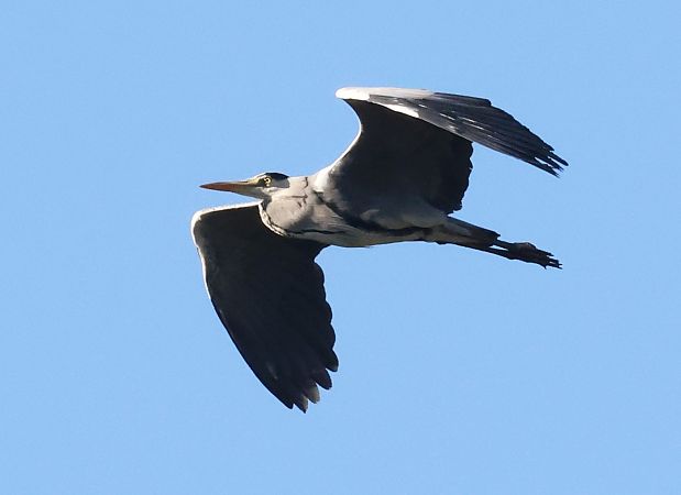 Airone cenerino  - Horand Maier