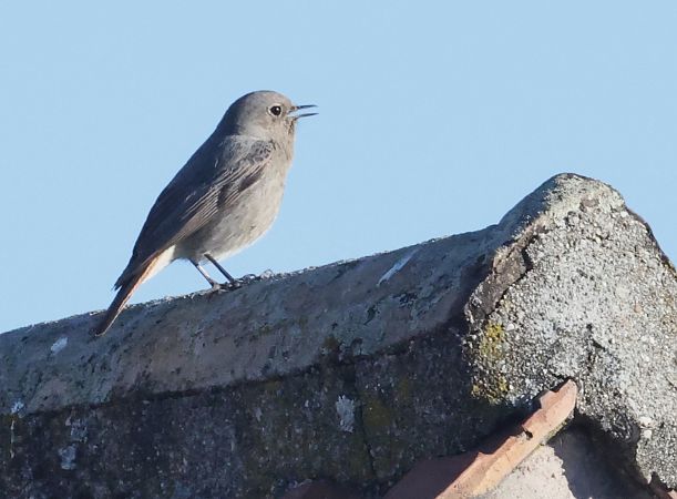Codirosso spazzacamino  - Horand Maier