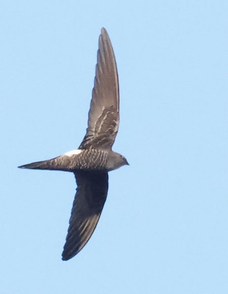 Rondone codaforcuta  - Horand Maier