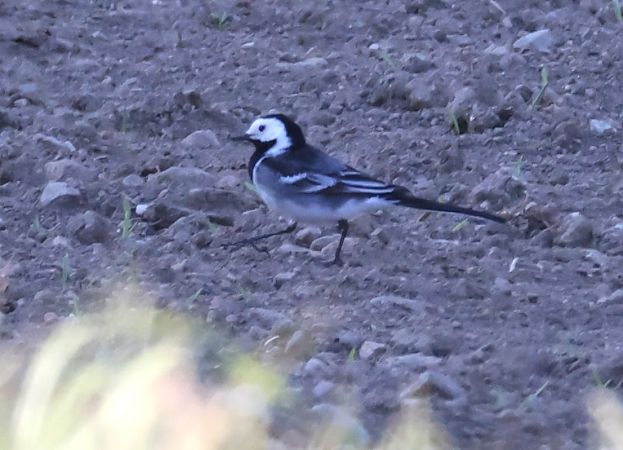 Ballerina bianca britannica  - Horand Maier