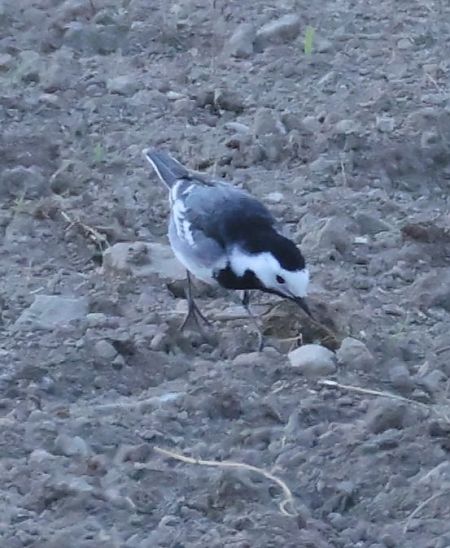 Ballerina bianca britannica  - Horand Maier