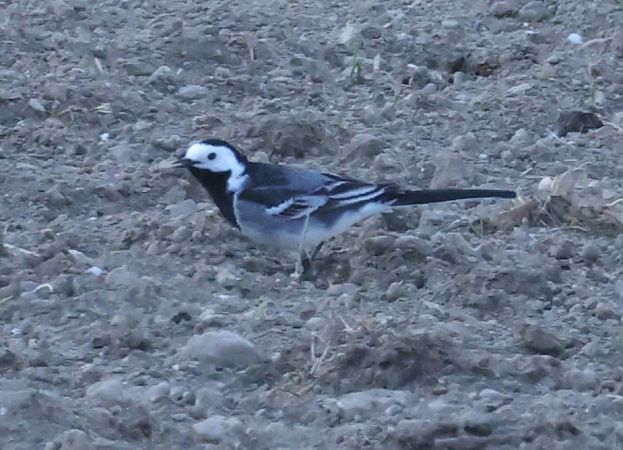 Ballerina bianca britannica  - Horand Maier