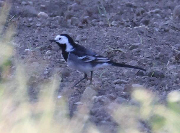 Ballerina bianca britannica  - Horand Maier