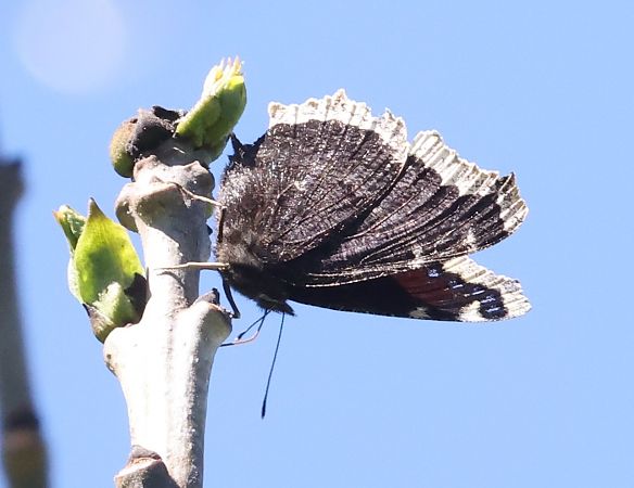Nymphalis antiopa  - Horand Maier
