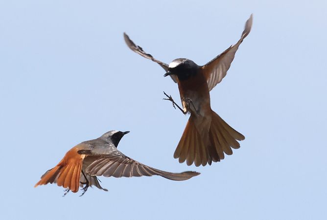 Codirosso  - Horand Maier