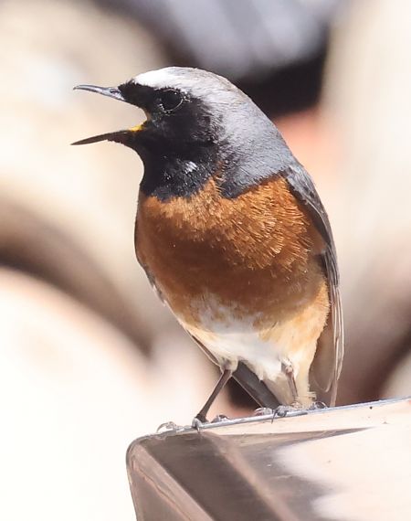 Codirosso  - Horand Maier