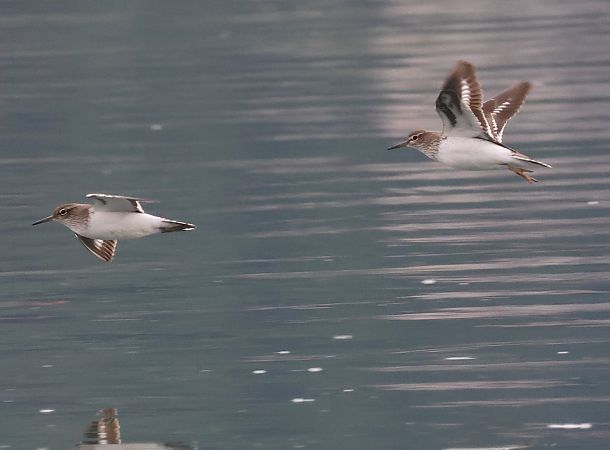 Piro-piro piccolo  - Horand Maier