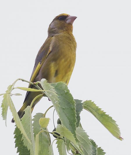 Verdone  - Horand Maier