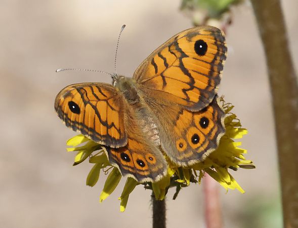 Lasiommata megera  - Horand Maier