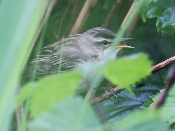 Forapaglie comune  - Horand Maier
