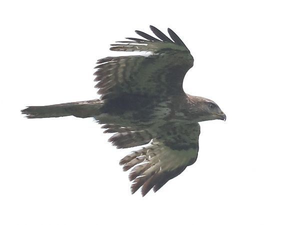 Poiana  - Horand Maier