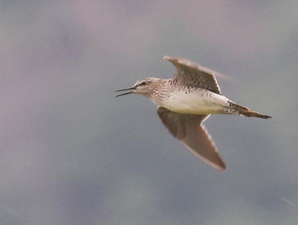 Piro-piro boschereccio  - Horand Maier