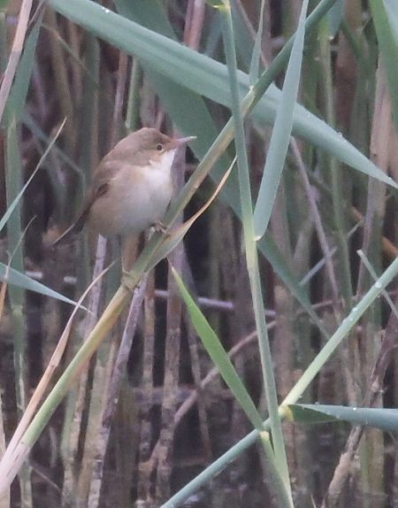 Cannaiola comune  - Horand Maier