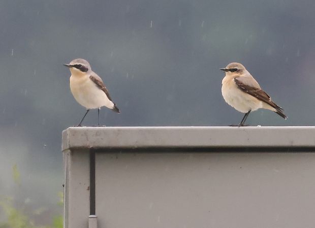 Culbianco  - Horand Maier