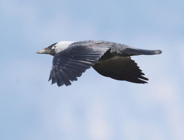 Taccola  - Horand Maier