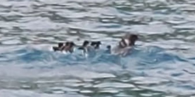 Smergo maggiore  - Davide Scridel (FVG)