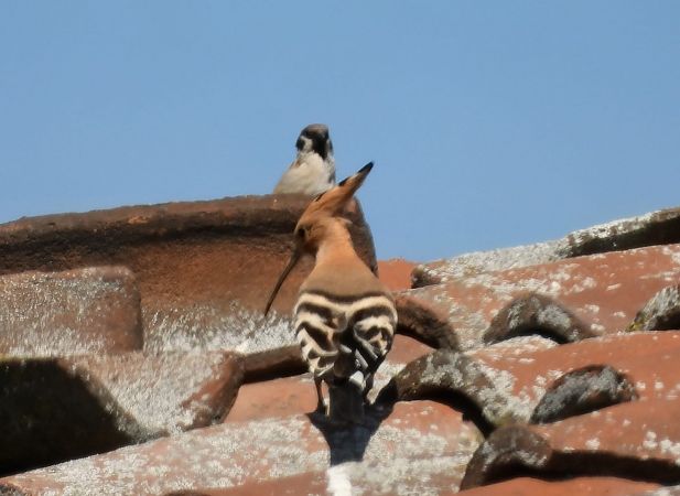 Upupa  - Simona Inaudi