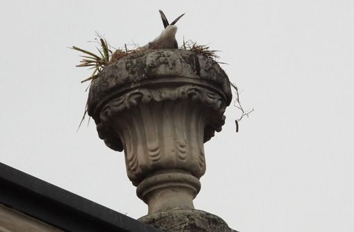 Gabbiano reale  - Fabio Saporetti