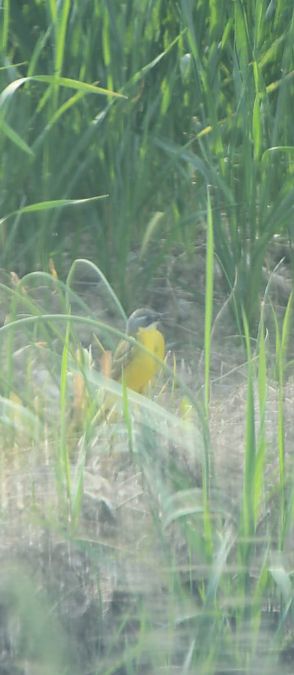 Cutrettola iberica  - Lorenzo Tosatti