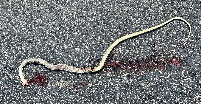 Biacco  - Markus Ehrengruber