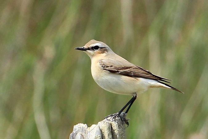 Culbianco  - Markus Ehrengruber