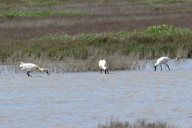 Spatola  - Markus Ehrengruber