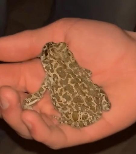 Rospo smeraldino (tutte le specie)  - Markus Ehrengruber