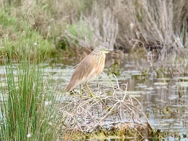 Sgarza ciuffetto  - Markus Ehrengruber