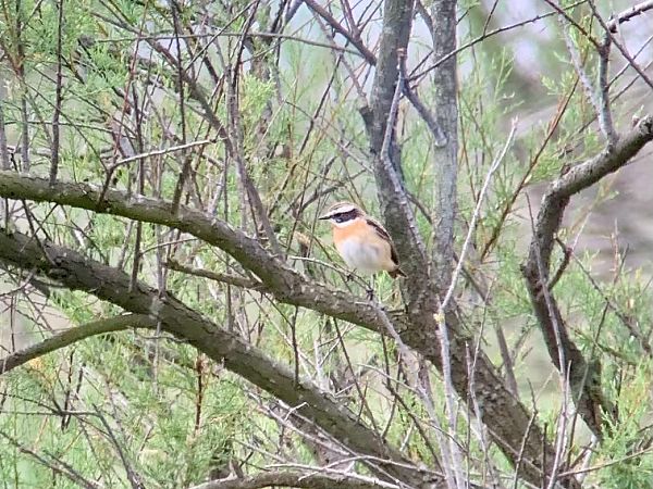 Stiaccino  - Markus Ehrengruber