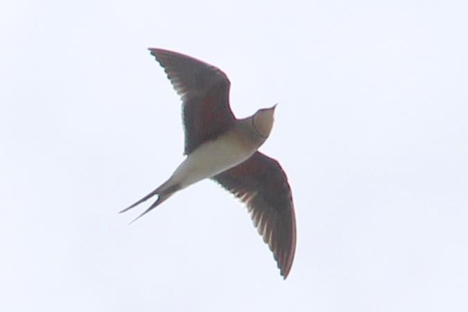 Pernice di mare  - Markus Ehrengruber