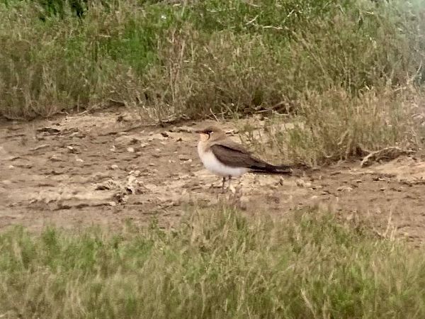 Pernice di mare  - Markus Ehrengruber