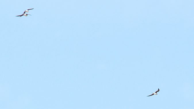 Pernice di mare  - Markus Ehrengruber