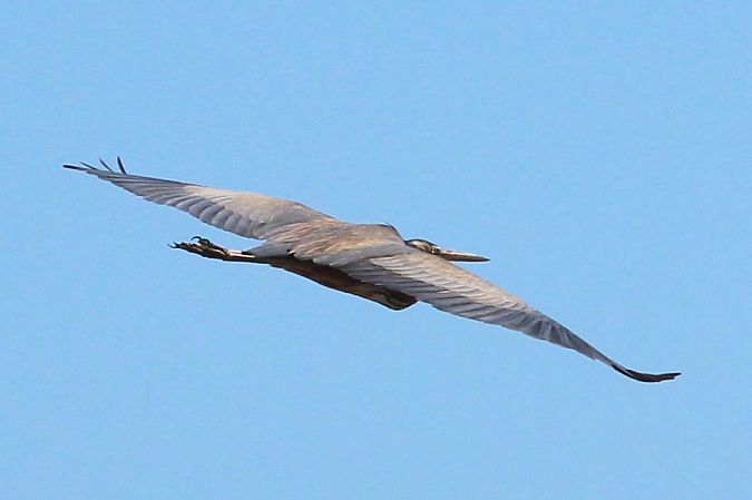 Airone rosso  - Markus Ehrengruber