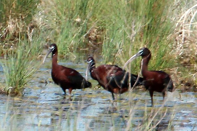 Mignattaio  - Markus Ehrengruber