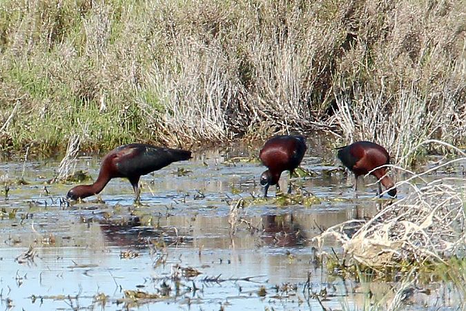 Mignattaio  - Markus Ehrengruber