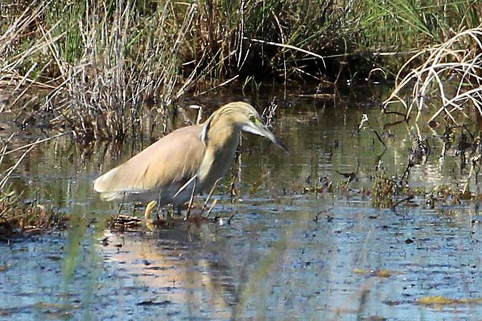 Sgarza ciuffetto  - Markus Ehrengruber