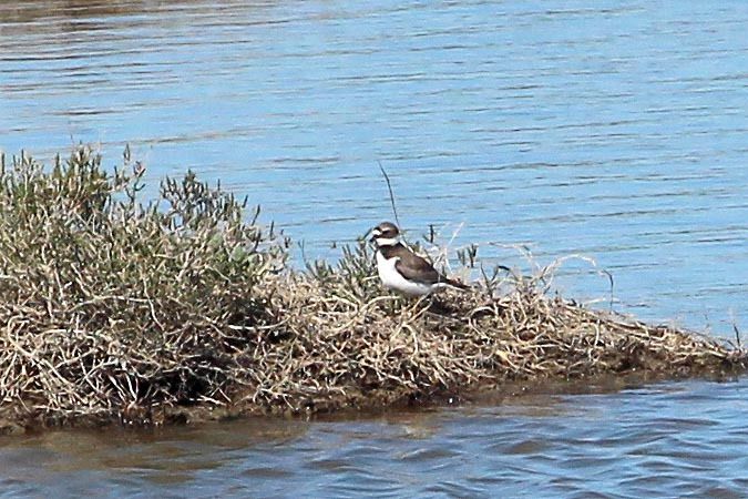 Corriere grosso  - Markus Ehrengruber