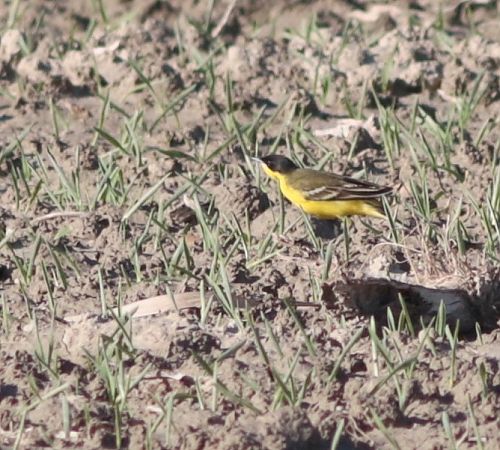 Cutrettola capinera  - Guillaume Locatelli