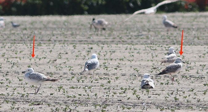 Gabbiano pontico  - Guillaume Locatelli